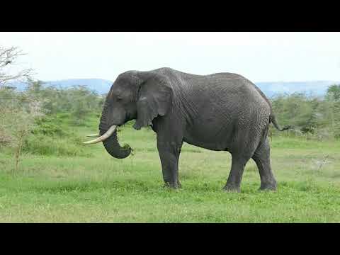 Elephant missing the tip of his trunk