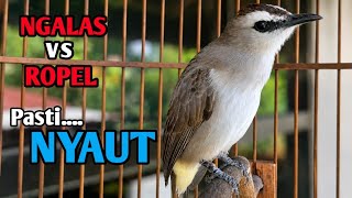Download lagu trucukan ngalas TARUNG ROPEL PANJANG pancingan trucukan agar bunyi jadikan burung trucuk gacor NYAUT mp3 Download lagu trucukan ngalas TARUNG ROPEL PANJANG pancingan trucukan agar bunyi jadikan burung trucuk gacor NYAUT mp3