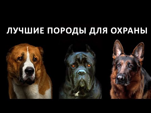 , title : 'Лучшие ПОРОДЫ собак для ОХРАНЫ'