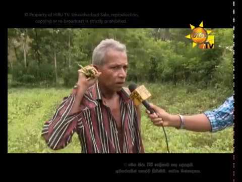 Hiru TV