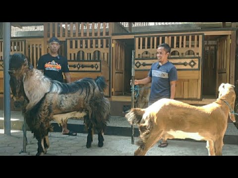 JRABANG MONSTER, MASCOT OF MR. JAENAL SAMIR, TULUNGAGUNG