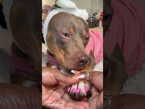 Dog Paw and Nail Care 💕 #asmr #cutedog #pitbull #viral #shorts