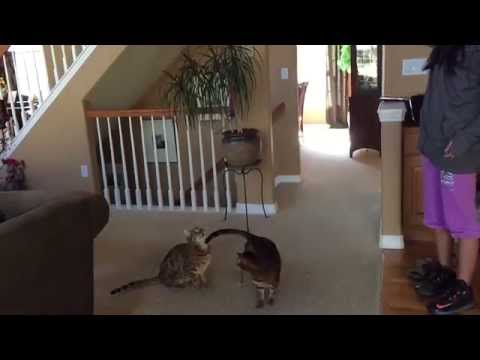 Amazing athleticism - Bengal cats jumping - leaping