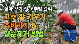 고추추비하기 | 방아다리 곁순 제거 | 고추키우기 | 복합비료와 요소비료  | 비료주기 | 순차별 비료주는방…