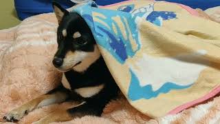 おやすみ #暴れ祝は親分気分