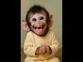 Can T Stop Laughing At This Monkey Laugh