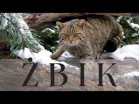 Wildcat - The Mysterious Hunter of Our Forests | Animal Podcast No. 15