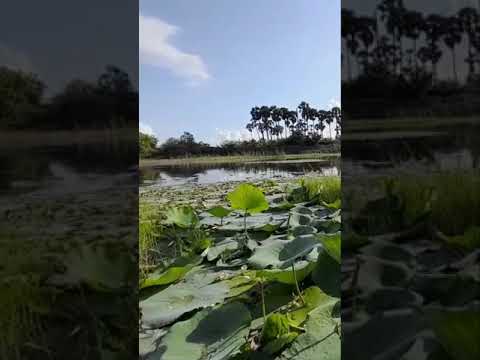 NATURE Pond | Nature Sound | senshots | senthil mani