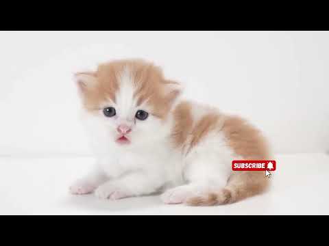 cute cat collection #cat #cute