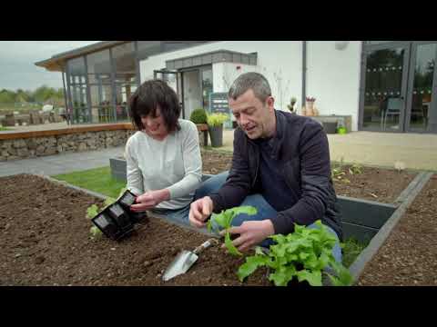 Salad Growing Guide- GROW COOK EAT