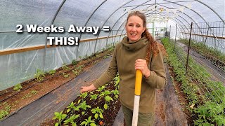 I Abandoned My Garden and I'd Do It Again | Reclaiming My Wild High Tunnel and My Life