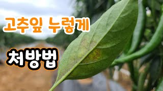 고추잎이 누렇게 처방법