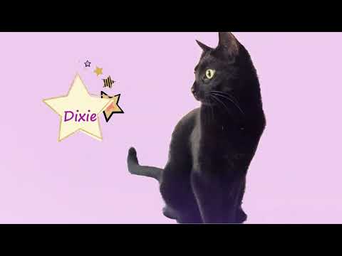 Dixie, an adoptable Domestic Short Hair in Brooklyn, NY_image-1