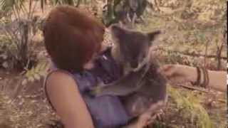 Sidney York in Australia: &quot;The Sid crew holds koalas&quot;