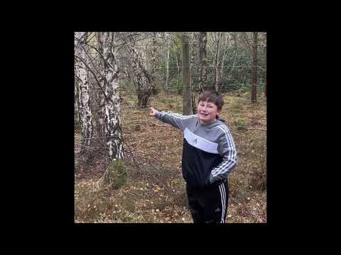 Exploring the Forrest 