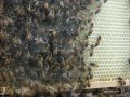 30 Seconds Outdoors Honeybees
