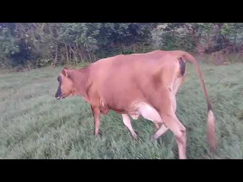 Disponible llenando para parir WhatsApp 60632341 en Sonsonate santo domingo de Guzmán 