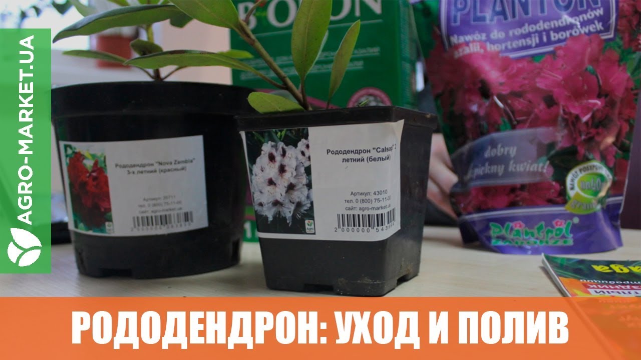 РОДОДЕНДРОН: купити саджанці рододендрона поштою - ціна в Києві, Одесі ...