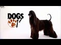 Lebrel Afgano - Lebrel Afgano o Afghan Hound
