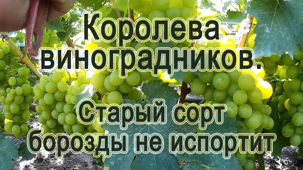 Виноград Королева Виноградников