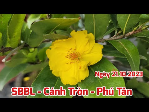 SBBL - Giảo Cánh Tròn - Phú Tân - Ngày 21/10/2023