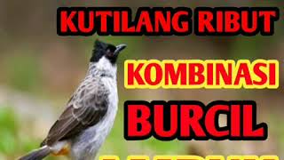 Download lagu Suara pikat kutilang ribut kombinasi burcil ampuh mp3