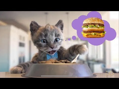 2021 Little Kitten Preschool Adventure Educational Games -Fun Cute Kitten Pet Care Learning Gameplay