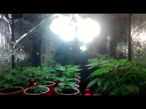 CFL vs HID & Watts vs Lumens