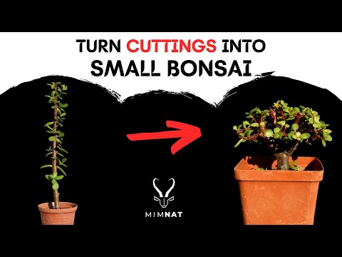 Easily turn cuttings into small BONSAI - Spekboom / Dwarf Jade