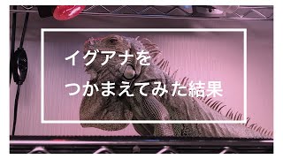 イグアナをつかまえてみた結果