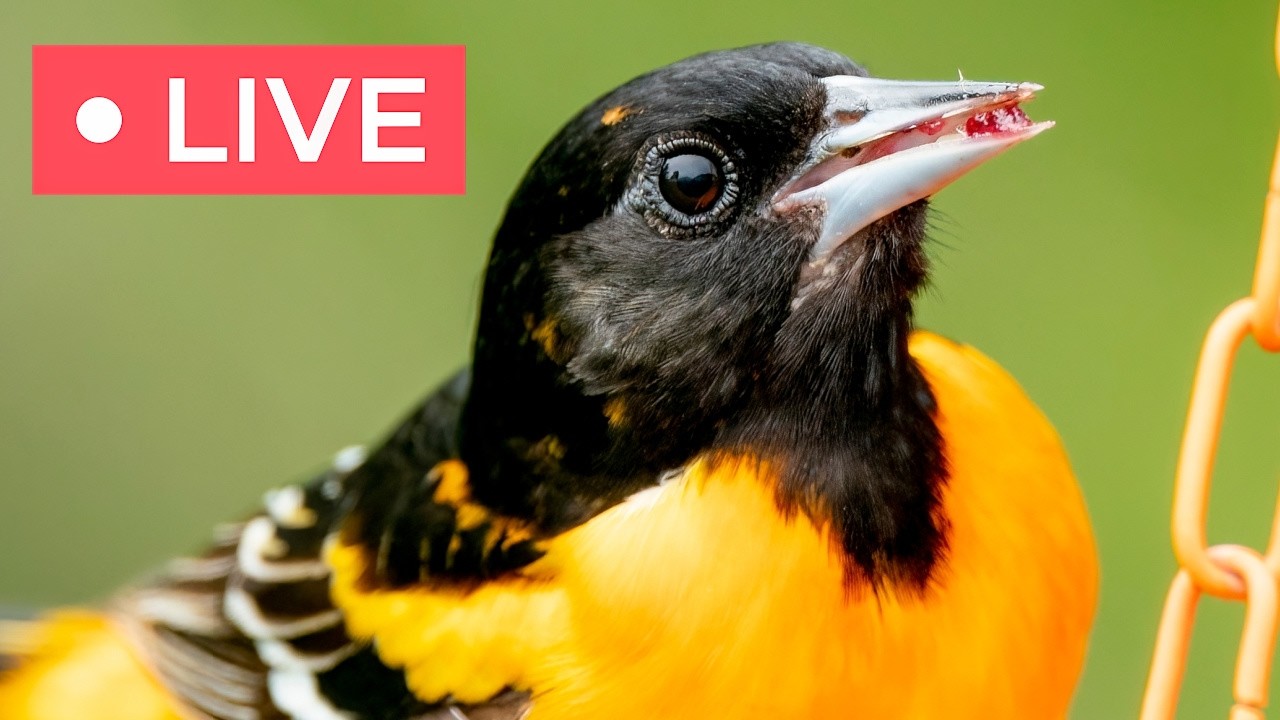 Live webcam view of Comedero de aves en Akron