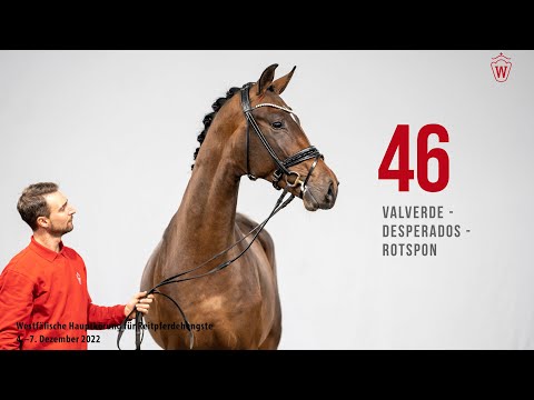 Westfälische Hauptkörung 2022 Reitpferde: Kat.Nr. 46 Valverde  -  Desperados  - Rotspon