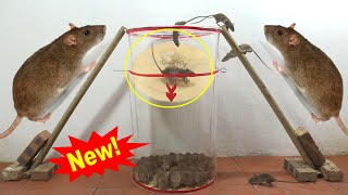 Download lagu Gagasan perangkap tikus terbaik dari kotak plastik bundar besar / perangkap tikus terbaik /25 tikus mp3