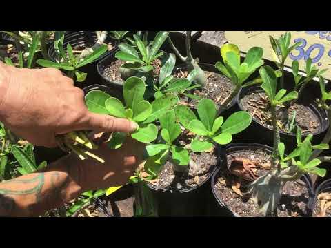 download lagu mp3 mp4 Desert Rose Leaves Turning Brown On Edges, download lagu Desert Rose Leaves Turning Brown On Edges gratis, unduh video klip Desert Rose Leaves Turning Brown On Edges