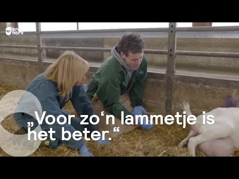 Yvon Jaspers helps with goat births | Our farm | KRO-NCRV