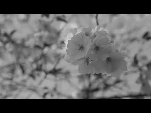 Now Is The Cool Of The Day - Moira Smiley - The Rhizome Project Album (Official Music Video)