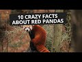 - 10 Crazy Facts About Red Pandas -