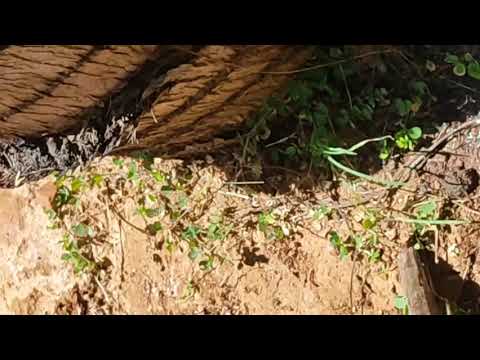 coconut tree under stem disease attack clearing process...