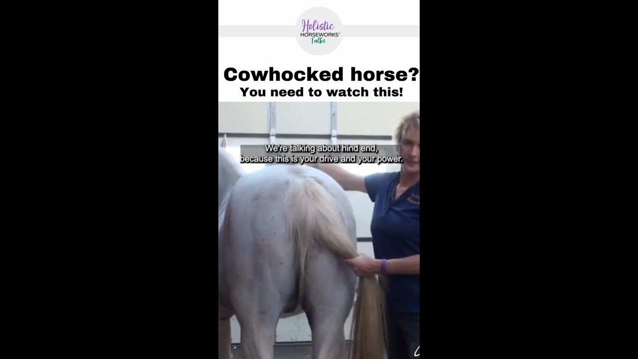 Cow Hocked Horse? Watch This! | Equine Bodywork | Holistic Horseworks