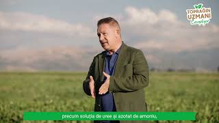 Cum trebuie realizată fertilizarea pentru a crește conținutul de zahăr din sfecl