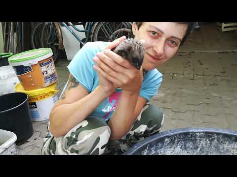 Karina i Stefan - ważenie i karmienie jeży .. Chłopaki do wzięcia