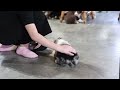 Miniature Australian Shepherd dogs for sale: Dolly - Video 1
