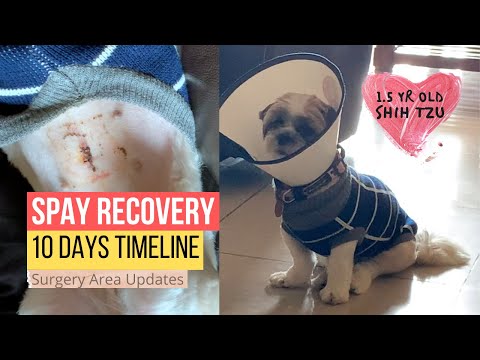 Shih Tzu Spay Surgery Recovery | Surgery Area Updates | 1.5 Year Old