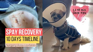 Shih Tzu Spay Surgery Recovery | Surgery Area Updates | 1.5 Year Old