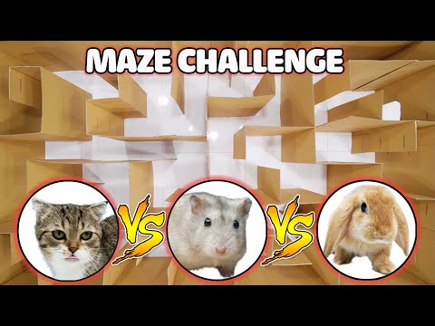 Funny Cats | Cat Kitten vs Hamster vs Rabbit: Who is the BEST? | Battle in the GAINT Maze!