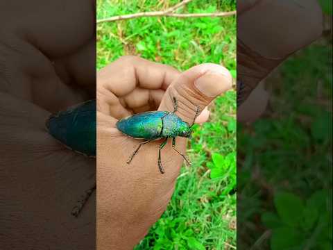 Beautiful insect #jwildlifetv