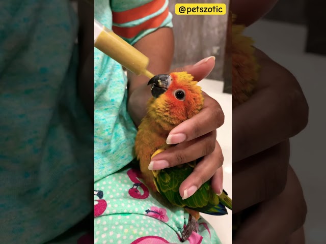 Vídeo relacionado con HIGGINS 466185 Higg Sunburst Food for Conure, 25-Pound by Higgins