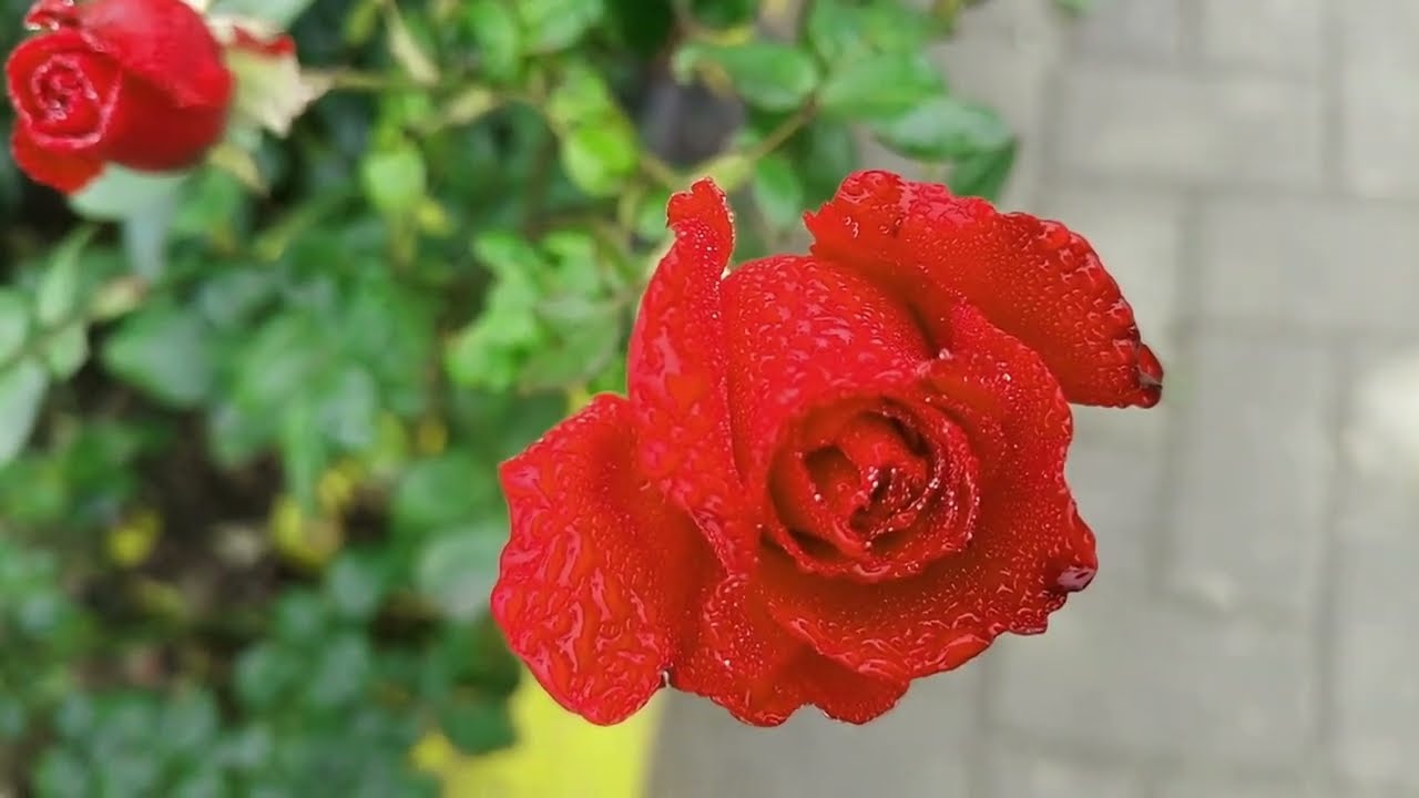 Manzil Dua Full With Urdu Translation | Kale Jadu Se Hifazat Ka Wazifa | Rizq Mein Barkat Ka Wazifa