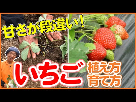 ヘーゼルナッツの木を鉢または地面に植える時期