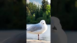 Download lagu wonderful little bird sings beautifully #shorts EP5 mp3 Download lagu wonderful little bird sings beautifully #shorts EP5 mp3